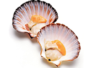 coquille