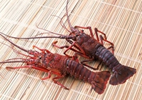 homards