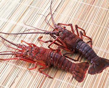 combien de homards cuire