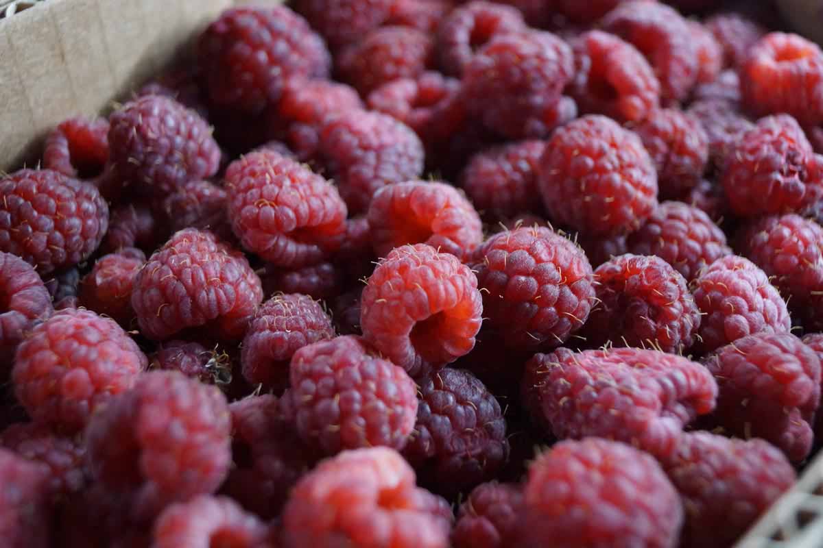 framboises pour confiture
